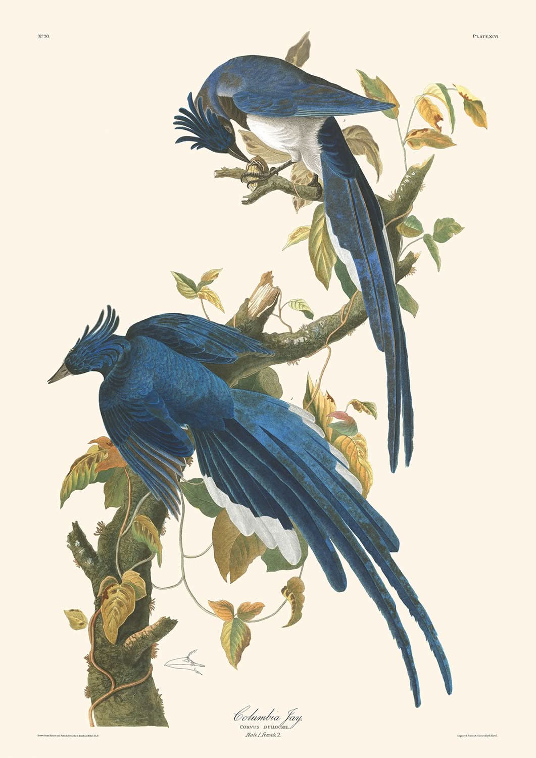 Geai de Columbia par John James Audubon, 1827