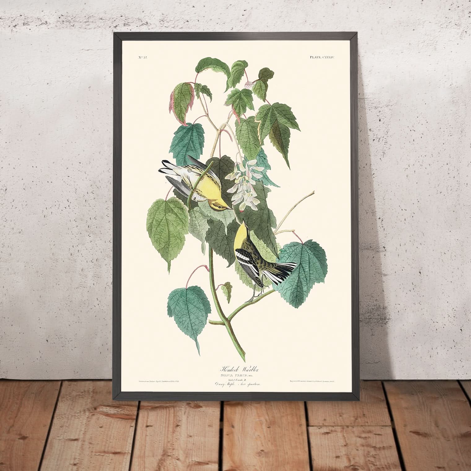 Hemlock Warbler by John James Audubon, 1827 – The Unique Maps Co.