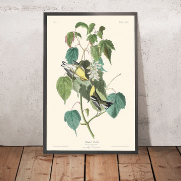 Warbler Hemlock di John James Audubon, 1827 