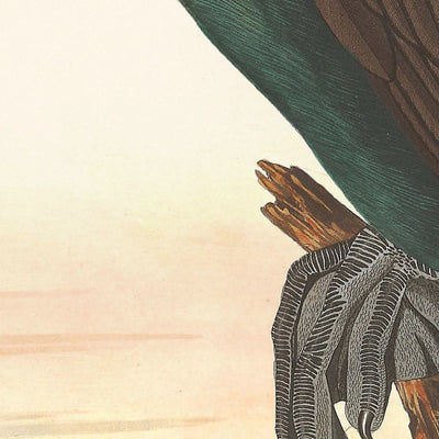 Cormorán de Florida, de John James Audubon, 1827