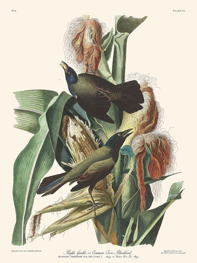 Purpur-Grakle oder Gemeine Krähenamsel von John James Audubon, 1827