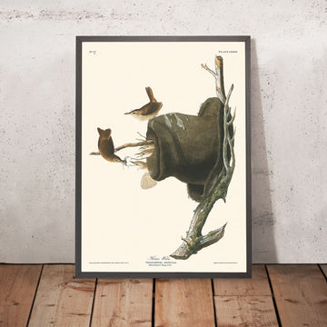 Troglodyte domestico di John James Audubon, 1827 