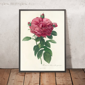 A framed image of French Rose (Rosa gallica flore giganteo) by Pierre Joseph Redouté, 1817