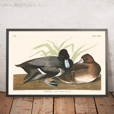 A framed image of Scaup Duck by John James Audubon 1827