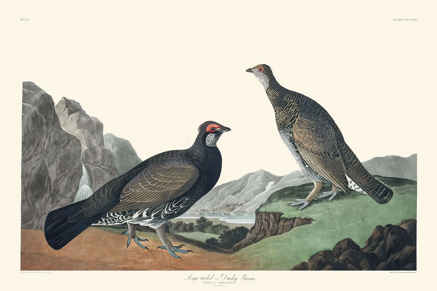 Langschwanz- oder Dunkelhuhn von John James Audubon, 1827