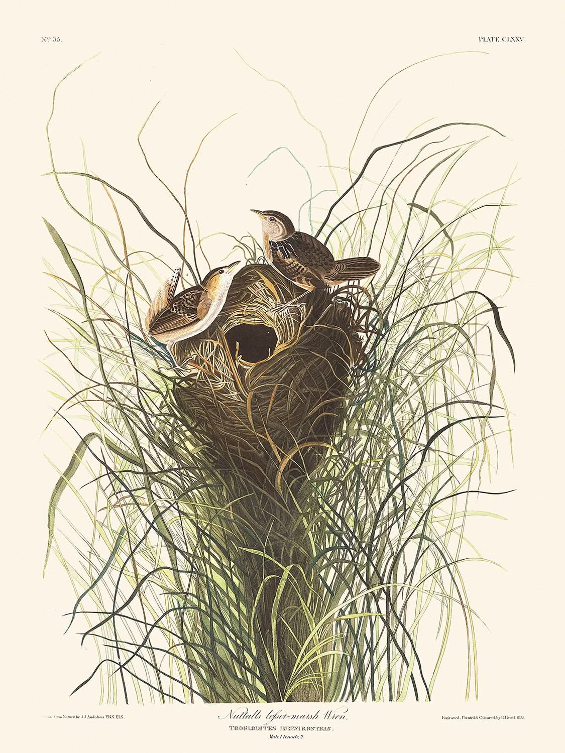 Nuttalls Sumpfzaunkönig von John James Audubon, 1827