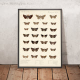 Insecta Lepidoptera-Heterocera, Plate 034 by Frederick DuCane Godman, 1879