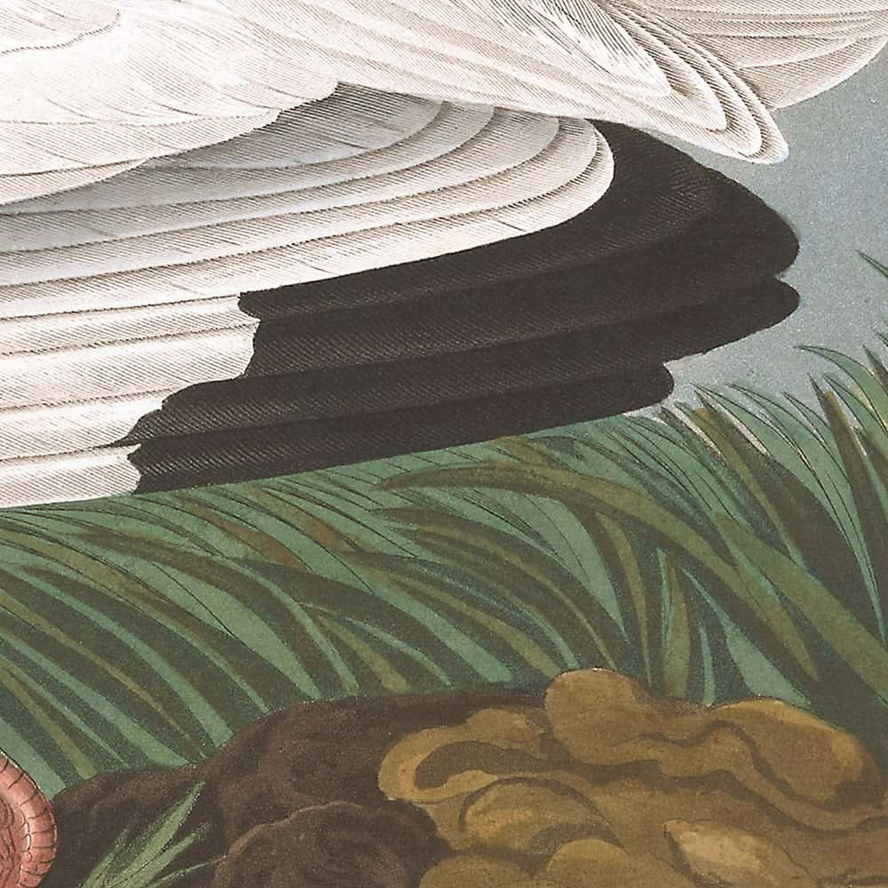 Ibis blanc de John James Audubon, 1827