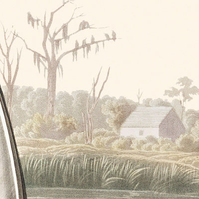 Tell-tale Godwit or Snipe by John James Audubon 1827