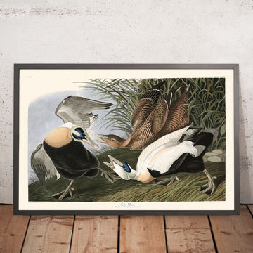 Canard Eider par John James Audubon, 1827 