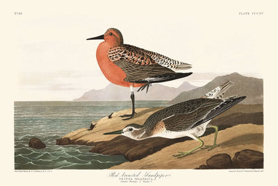 Rotkehlchenstrandläufer von John James Audubon, 1827