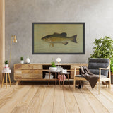 Smallmouth Bass (Micropterus dolomieu) by John L. Petrie, 1898