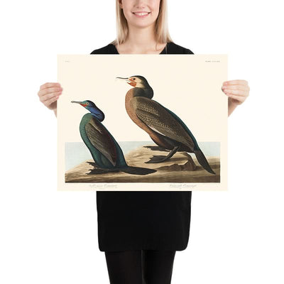 Cormorán verde violeta y cormorán de Townsend, de John James Audubon, 1827