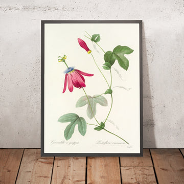 A framed image of Red Passion Flower (Passiflora racemosa, Plate 62) by Pierre Joseph Redouté, 1827