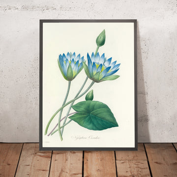 A framed image of Blue Water Lily (Nymphaea caerulea, Plate 55) by Pierre Joseph Redouté, 1827
