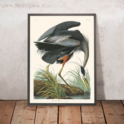 Great Blue Heron by John James Audubon, 1827