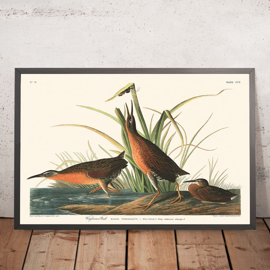 Virginia Rail di John James Audubon, 1827 