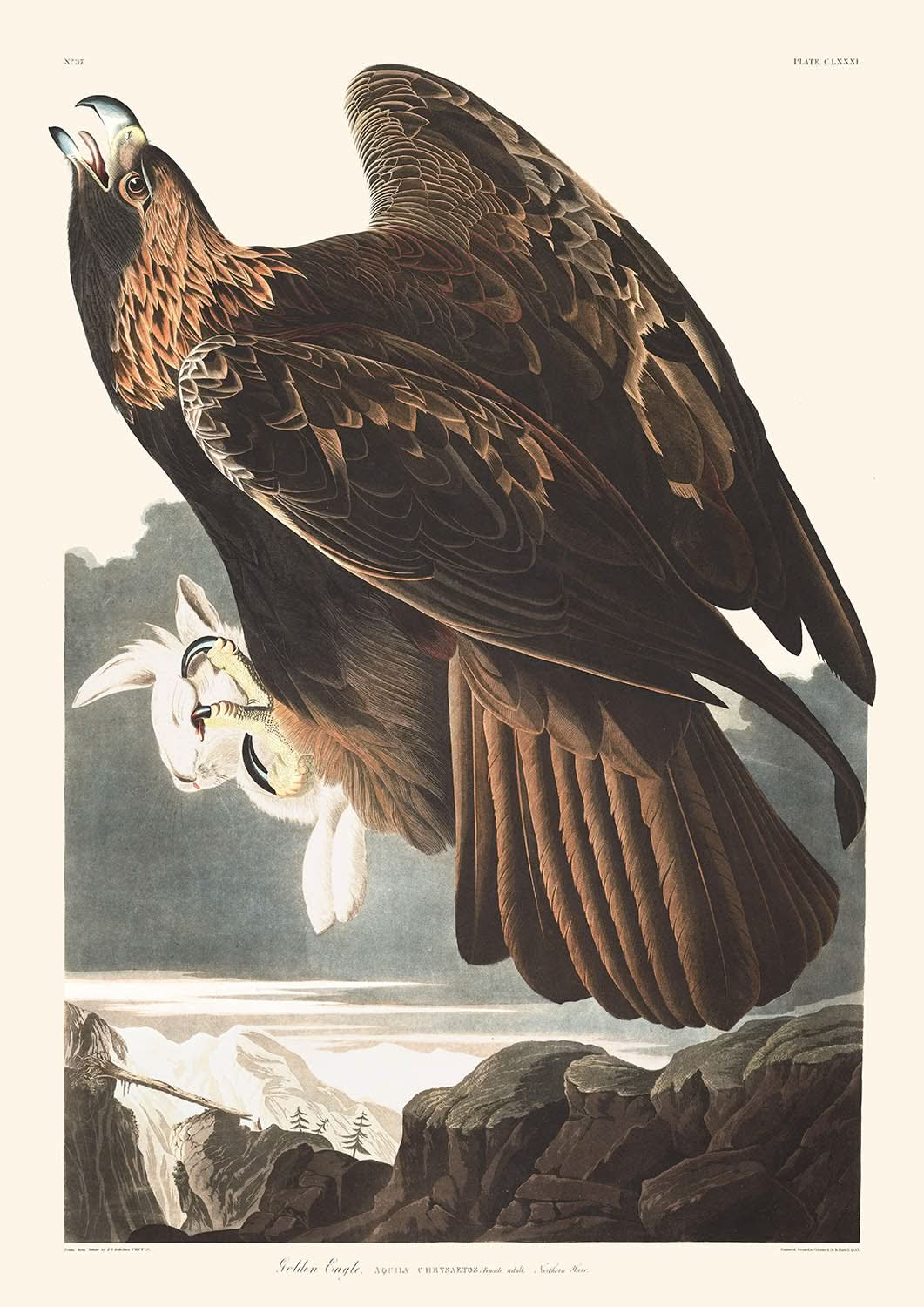 Golden Eagle by John James Audubon, 1827