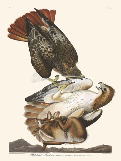 Red-tailed Hawk by John James Audubon 1827