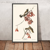 Reisvogel von John James Audubon, 1827 