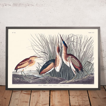 Pettine minimo di John James Audubon, 1827 