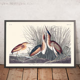 Least Bittern by John James Audubon, 1827