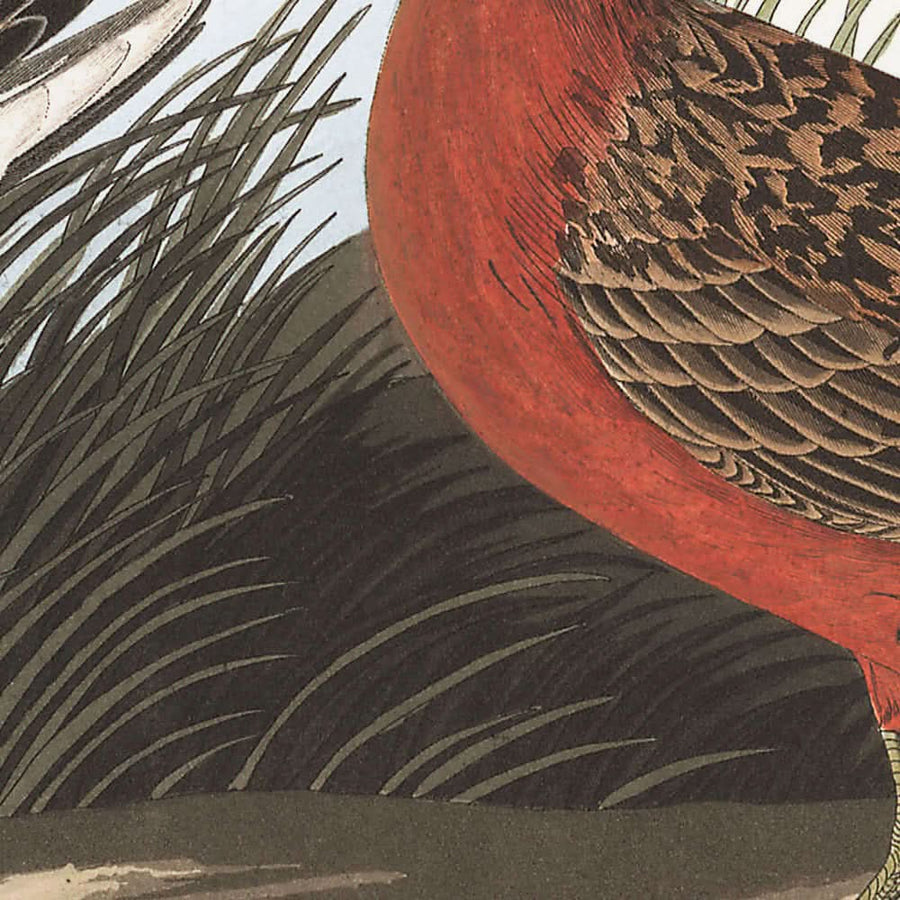 Curlew pigmeo di John James Audubon, 1827 