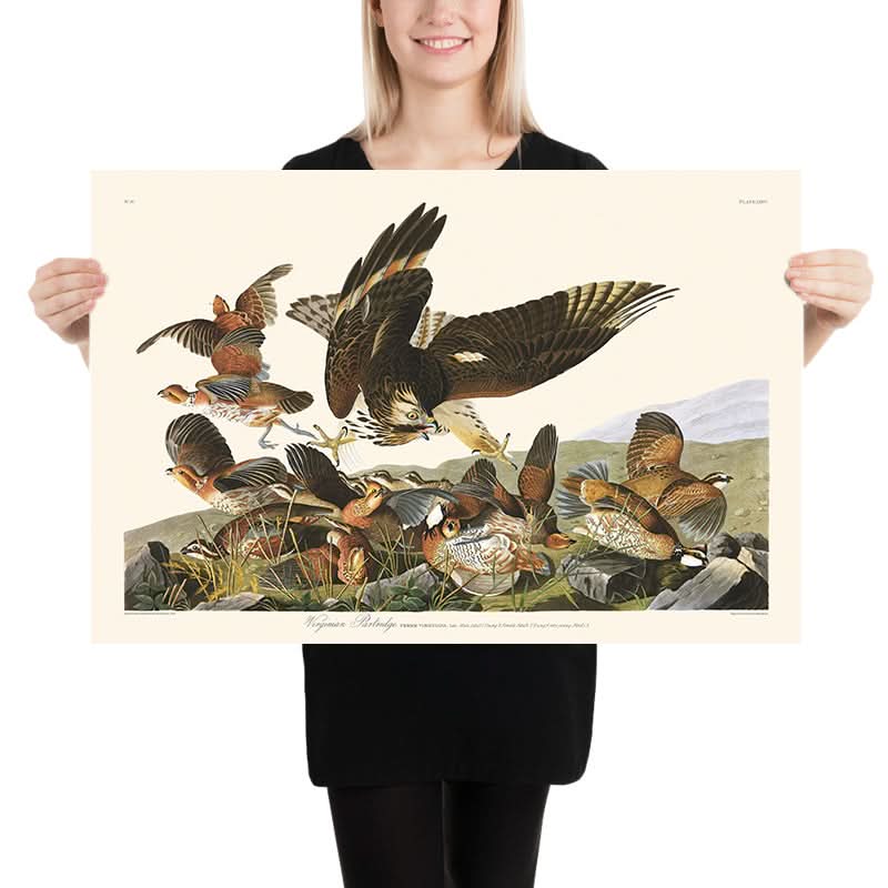 Pernice della Virginia di John James Audubon, 1827 