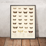 Moths (Lepidoptera-Heterocera, Plate 34) by Frederick DuCane Godman, 1879