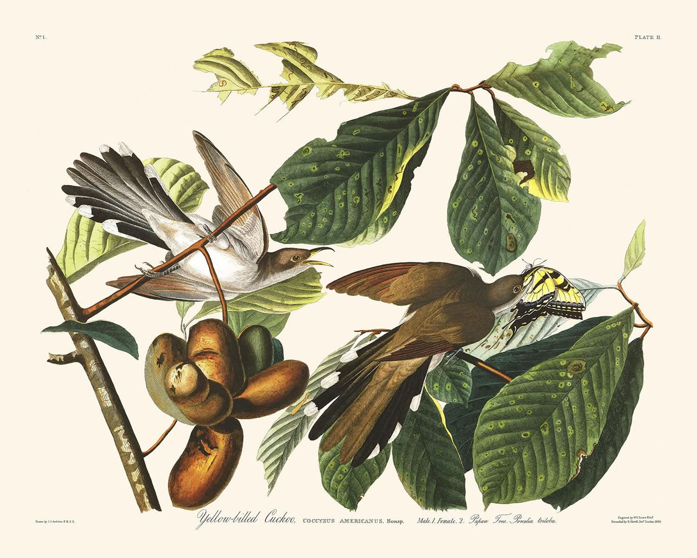 Gelbschnabelkuckuck von John James Audubon, 1827