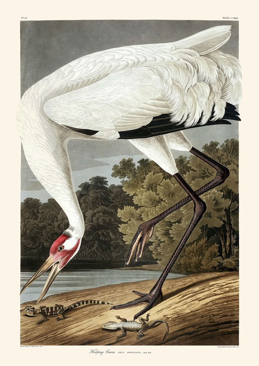 Hooping Crane by John James Audubon, 1827