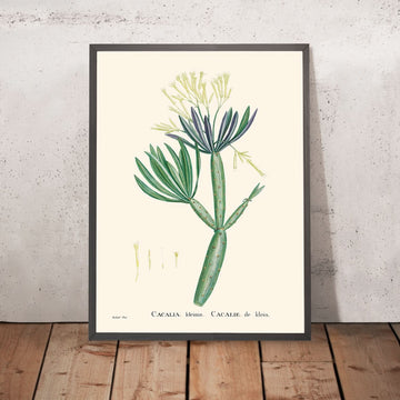 Piantana di Candele delle Isole Canarie di Pierre-Joseph Redouté, 1802 