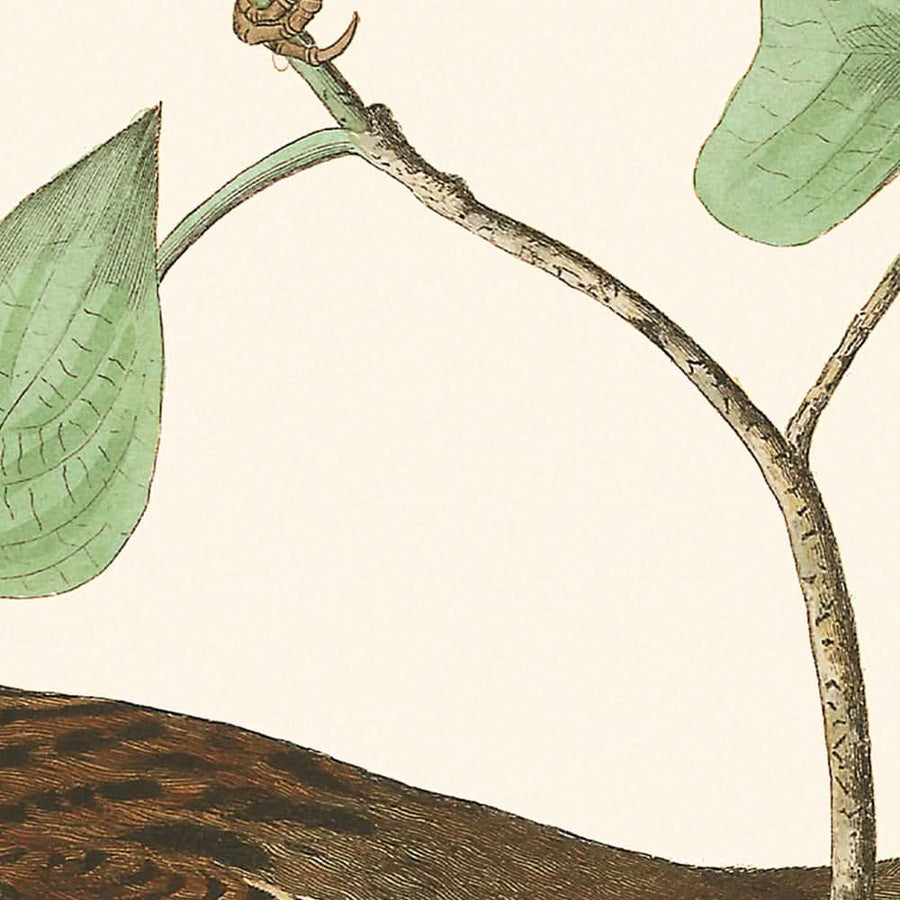 Passero dal collare bianco di John James Audubon, 1827 