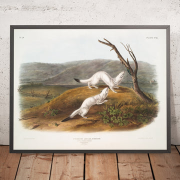 A framed image of 