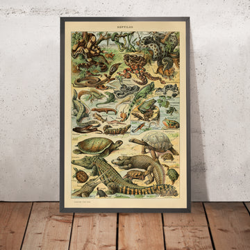 Une image encadrée de Reptiles par Adolphe Millot, 1890