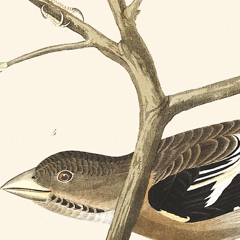 Pinson lazuli, pinson à cou cramoisi, linotte à couronne grise, oiseau de parc à vaches, gros-bec errant, bruant brun par John James Audubon, 1827