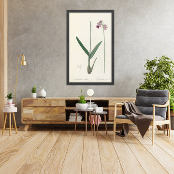 A framed image of Epidendrum bifidum by Pierre Joseph Redouté, 1802