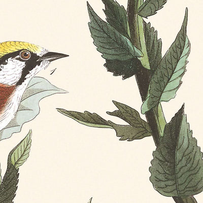 Fauvette à flancs marron par John James Audubon, 1827