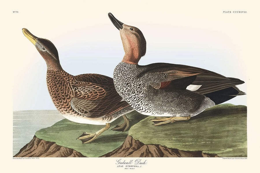 Anatra Gadwall di John James Audubon, 1827 