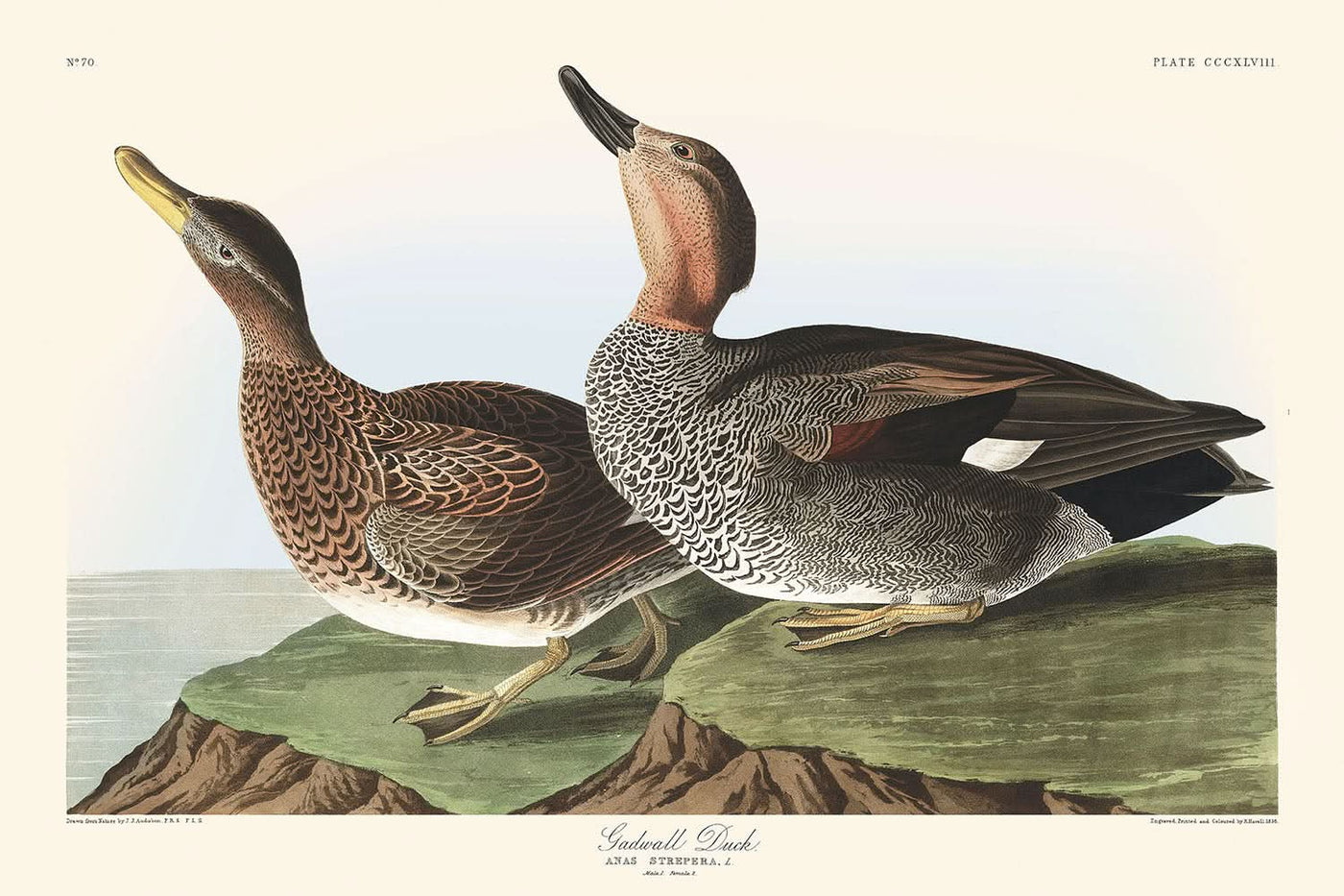 Schnatterente von John James Audubon, 1827