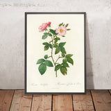 Rosa rubifolia by Pierre Joseph Redouté, 1817