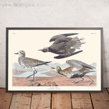 Golden Plover by John James Audubon, 1827