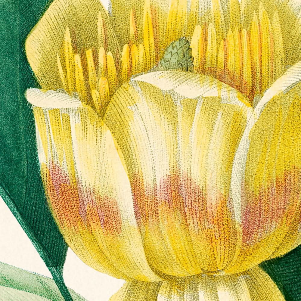 Tulipífera de Pierre-Joseph Redouté, 1802