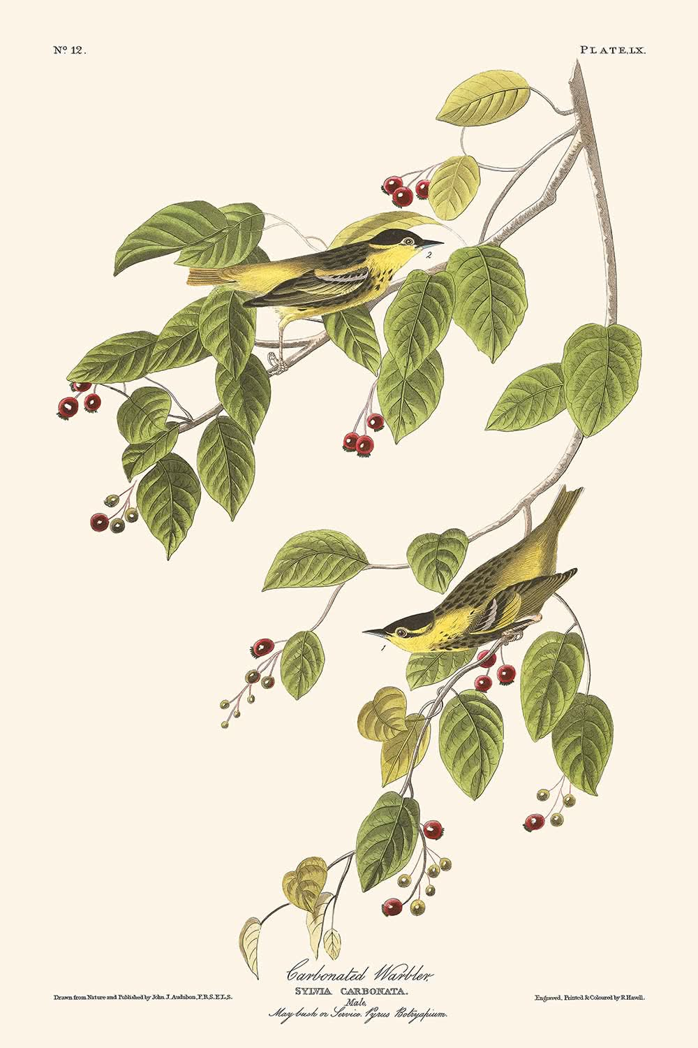 Kohlensäurewaldsänger von John James Audubon, 1827