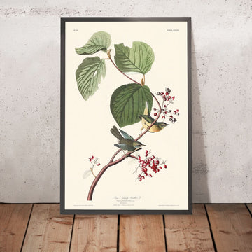 Warbler della palude di pino di John James Audubon, 1827 