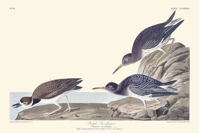 Meerstrandläufer von John James Audubon, 1827