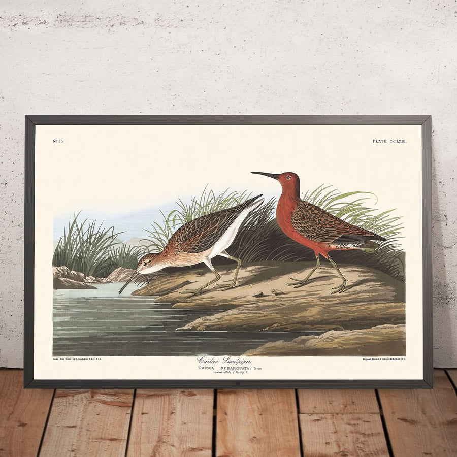 Curlew pigmeo di John James Audubon, 1827 