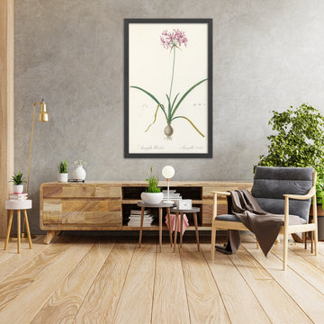 A framed image of Amaryllis undulata by Pierre Joseph Redouté, 1802