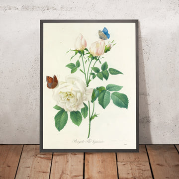 A framed image of Choix des plus belles fleurs (Plate 92) by Pierre Joseph Redouté, 1827