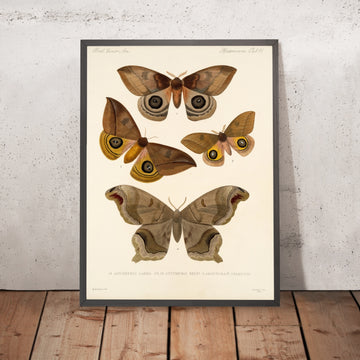A framed image of 